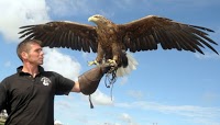 Birds of Prey Displays 373356 Image 0